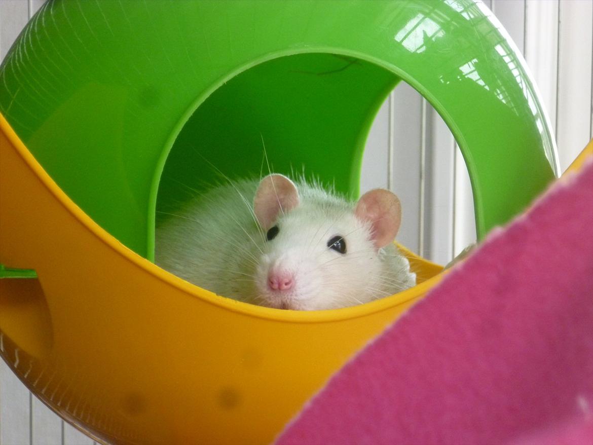 Tamrotte sputnik billede 1