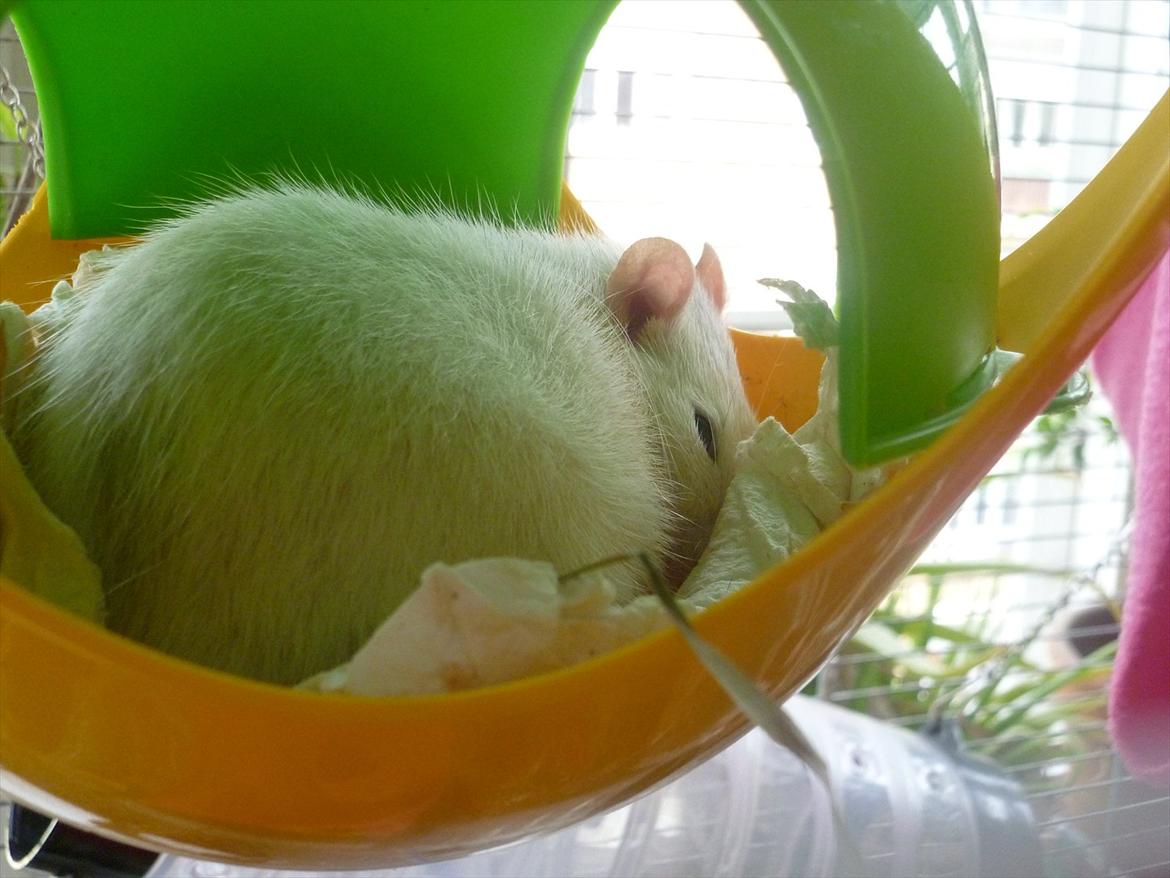 Tamrotte sputnik billede 11