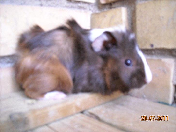 Marsvin Perle billede 2