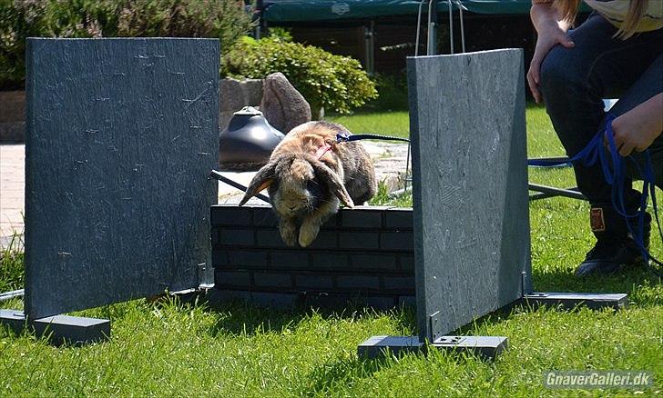 Kanin (DV) Kong Richard I  |Møffe| - TIl hop hos Stald Unik... Springer mur xD billede 18