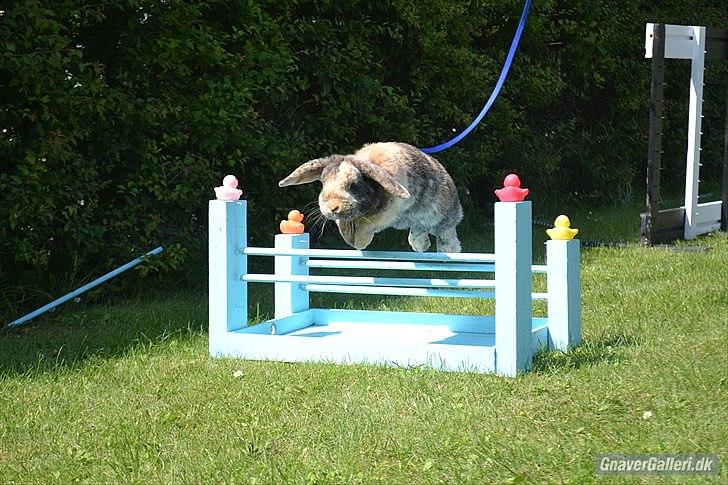Kanin (DV) Kong Richard I  |Møffe| - Richard til hop dag hos stald unik :) Han var bare så SUPER dygtig!!!! billede 7