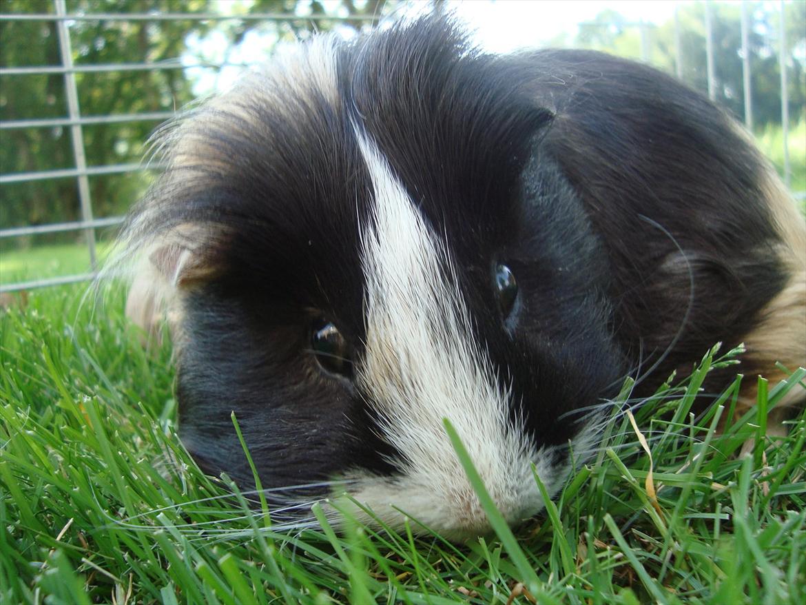 Marsvin Holger billede 4