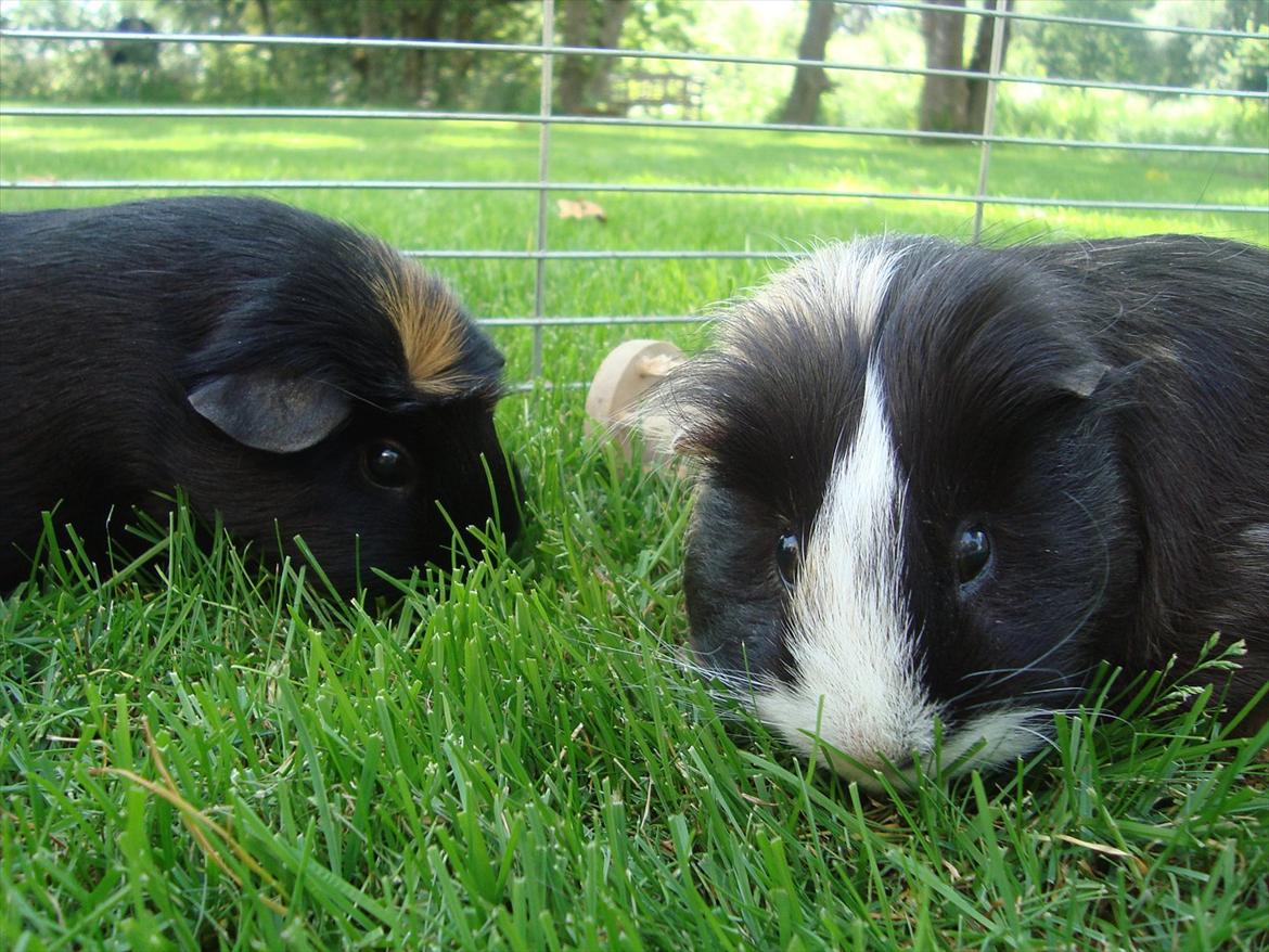 Marsvin Holger billede 5