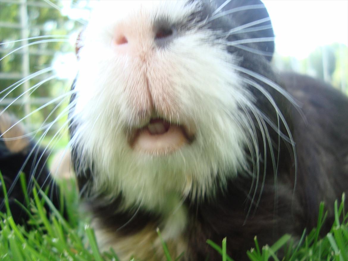 Marsvin Holger billede 3