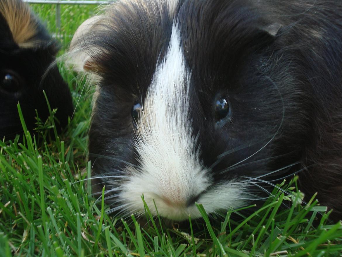 Marsvin Holger billede 6