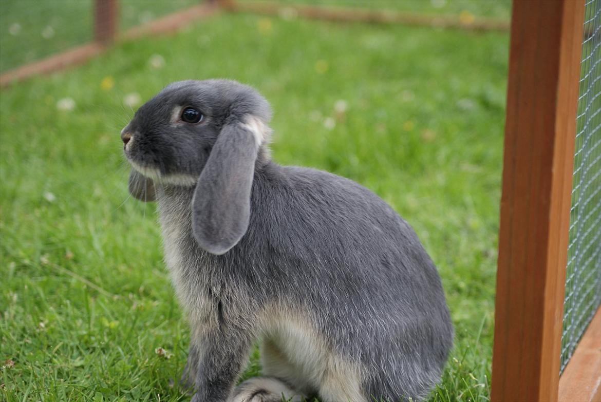 Kanin Kaninbjergets Callisto billede 5