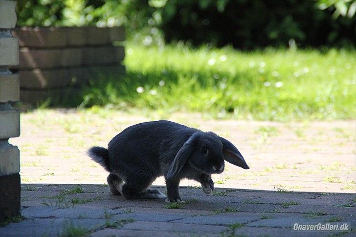 Kanin Kaninbjergets Callisto billede 6