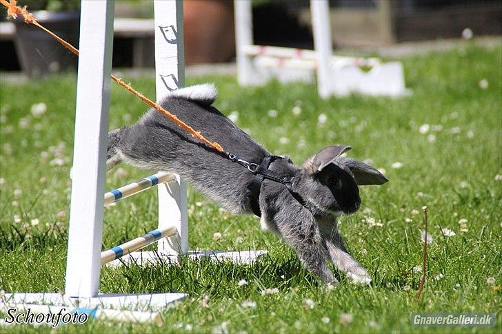 Kanin Kaninbjergets Callisto billede 7