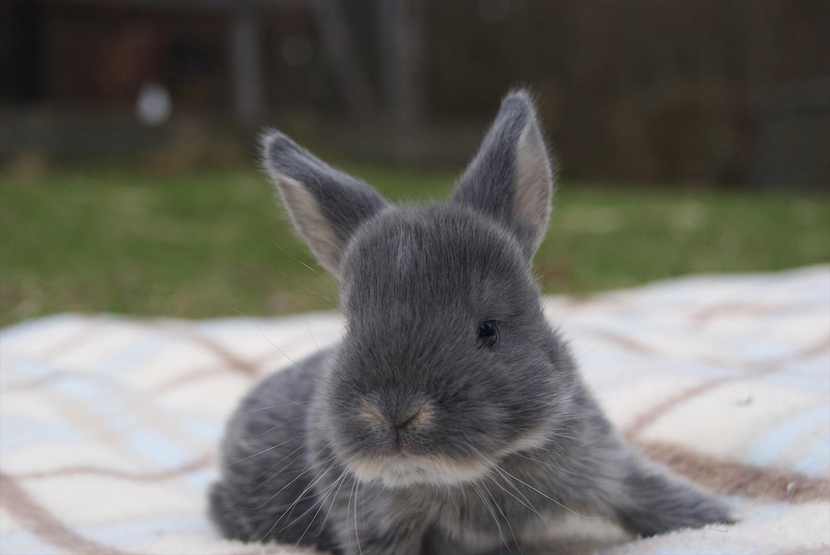 Kanin Kaninbjergets Callisto billede 8