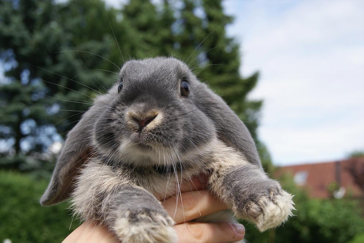 Kanin Kaninbjergets Callisto billede 9