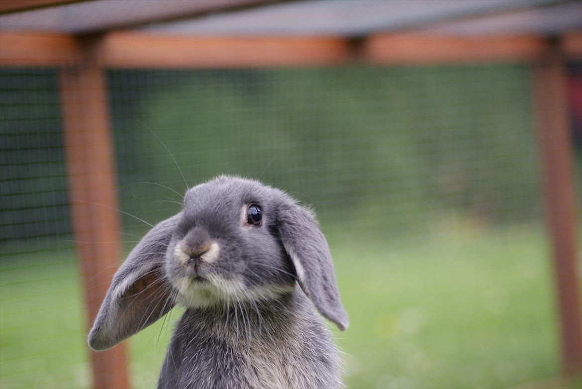 Kanin Kaninbjergets Callisto billede 10