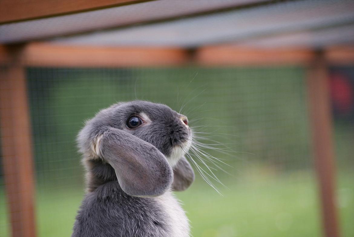 Kanin Kaninbjergets Callisto billede 11