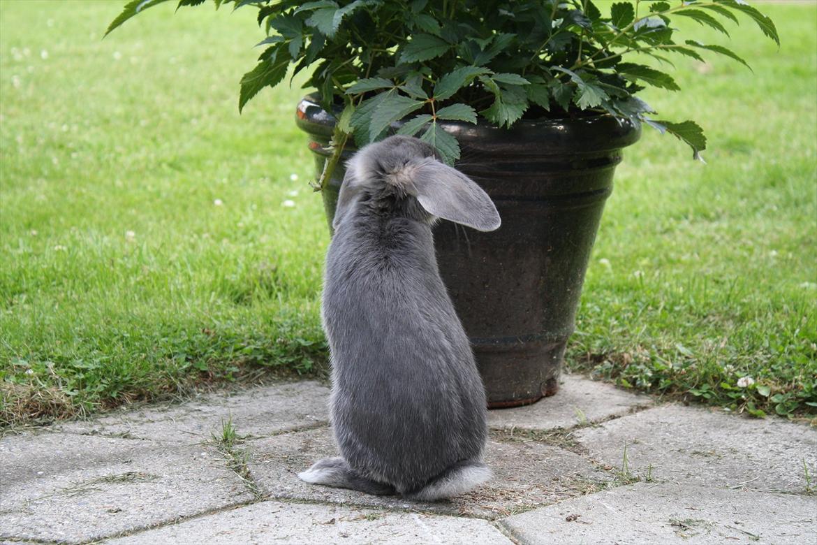 Kanin Kaninbjergets Callisto billede 12