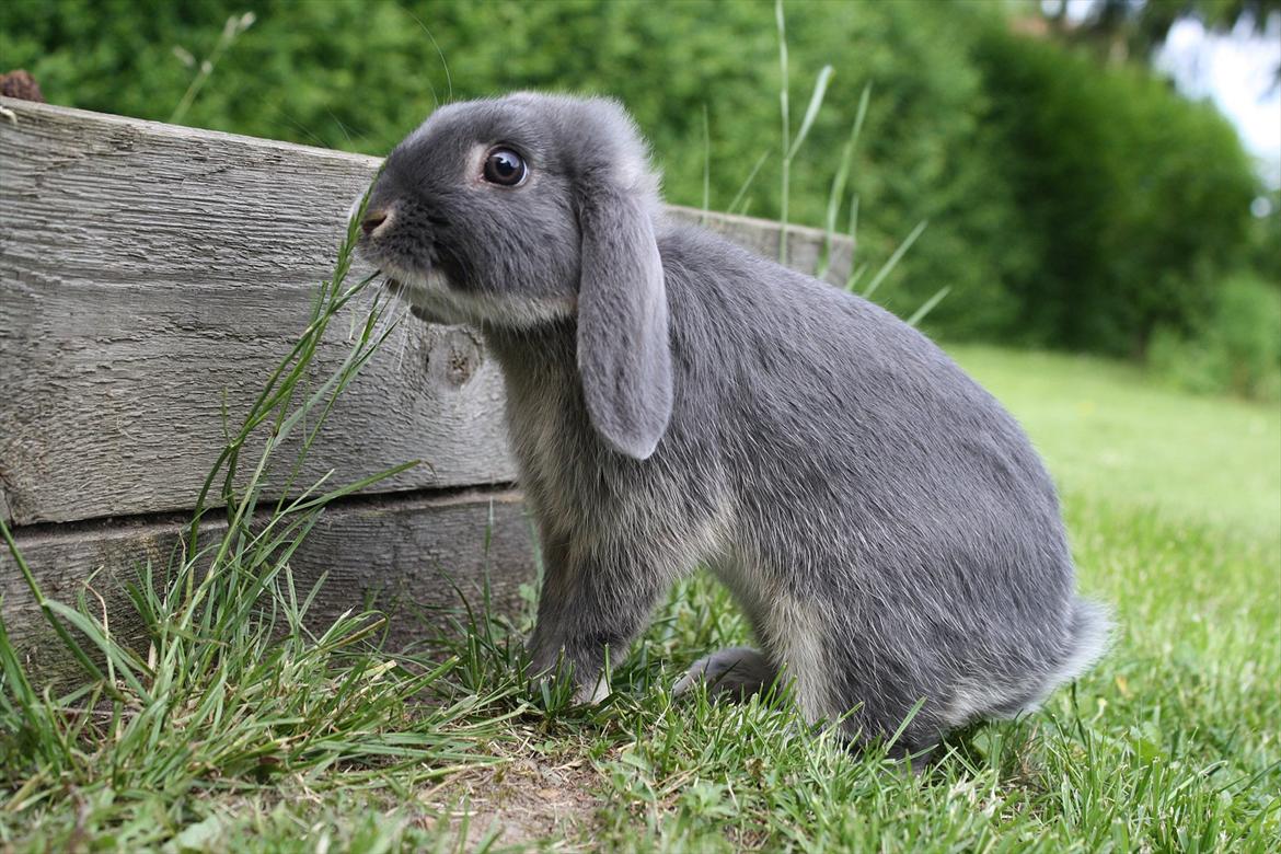 Kanin Kaninbjergets Callisto billede 13