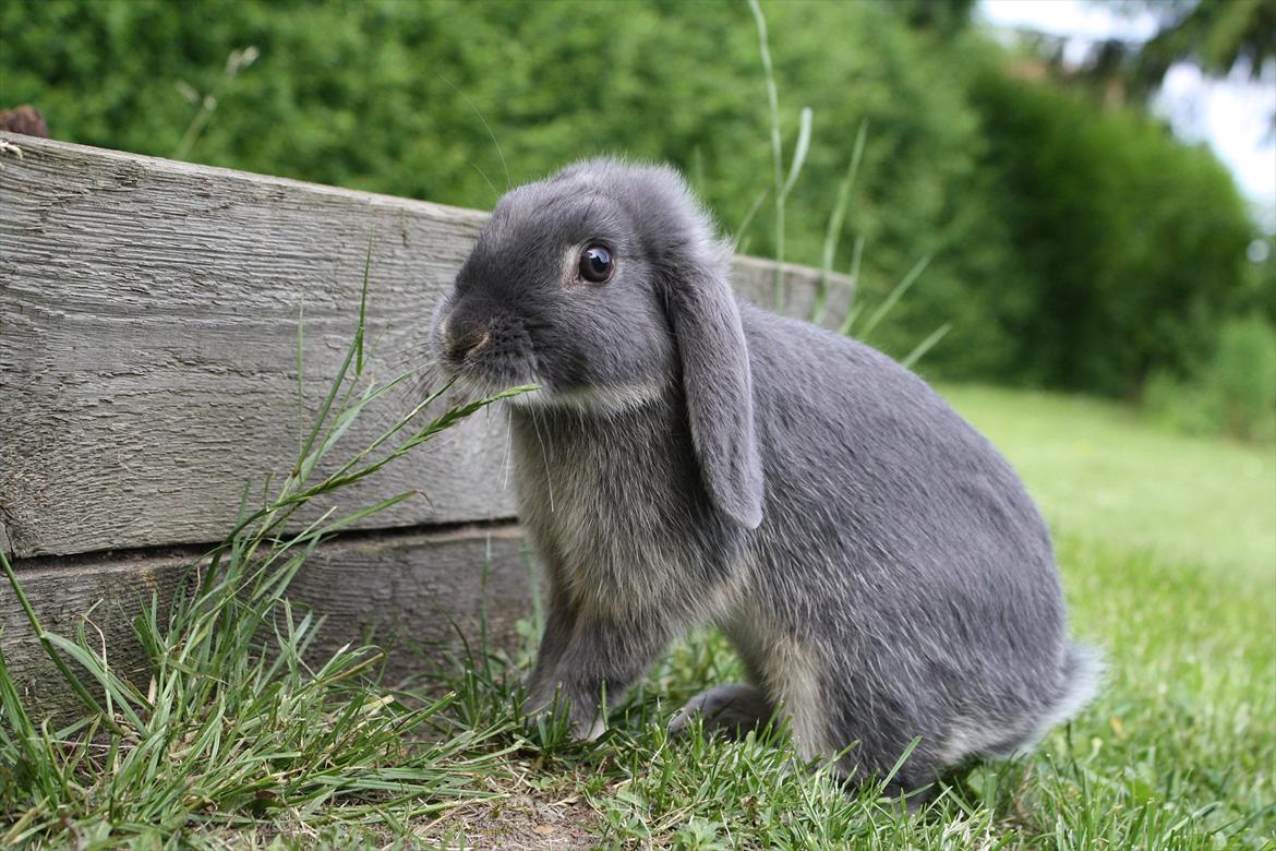 Kanin Kaninbjergets Callisto billede 14