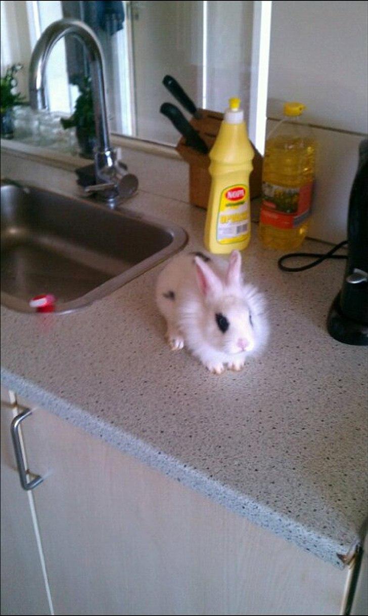 Kanin Bella ( R.I.P ) billede 1