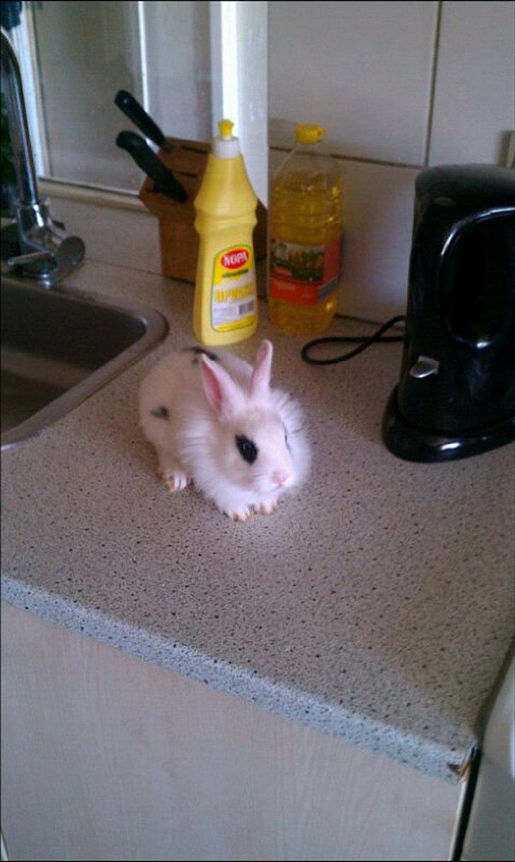 Kanin Bella ( R.I.P ) billede 2