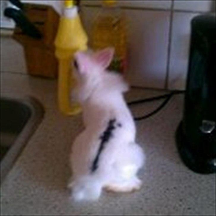 Kanin Bella ( R.I.P ) billede 3