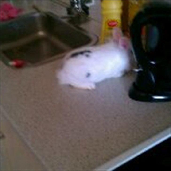 Kanin Bella ( R.I.P ) billede 4