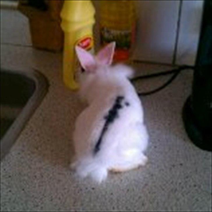 Kanin Bella ( R.I.P ) billede 5