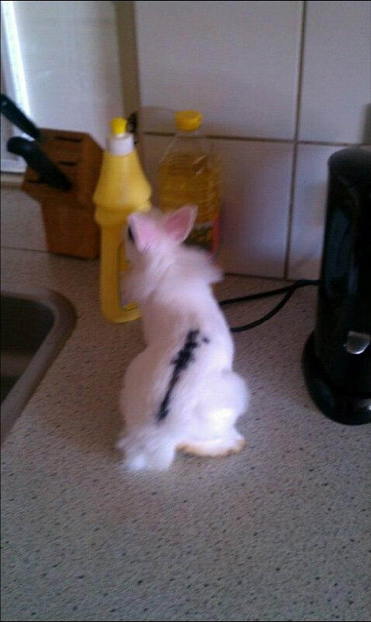 Kanin Bella ( R.I.P ) billede 6