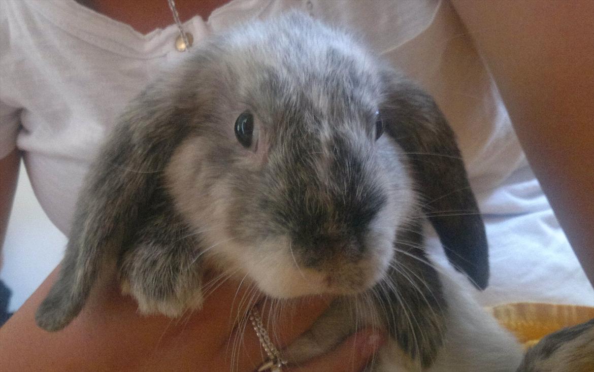 Kanin Nikki - Min nye øjesten <3 billede 10