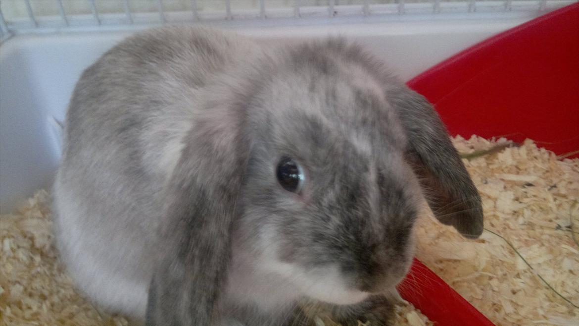 Kanin Nikki billede 2