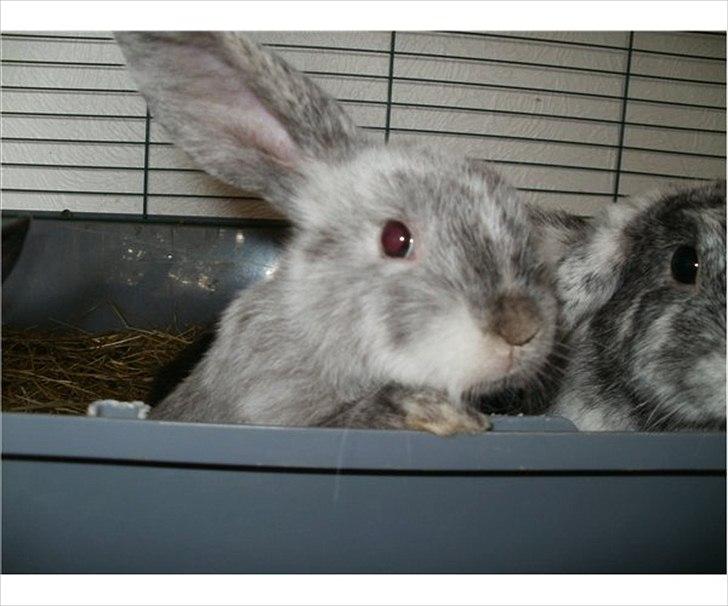 Kanin Nikki - 5-6 uger gammel, ørerne er endnu ikke faldet ned (-: billede 3