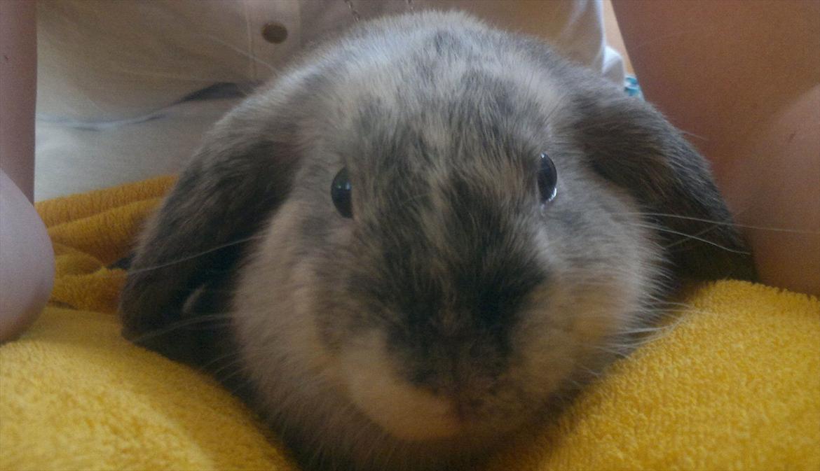 Kanin Nikki - <3 billede 5