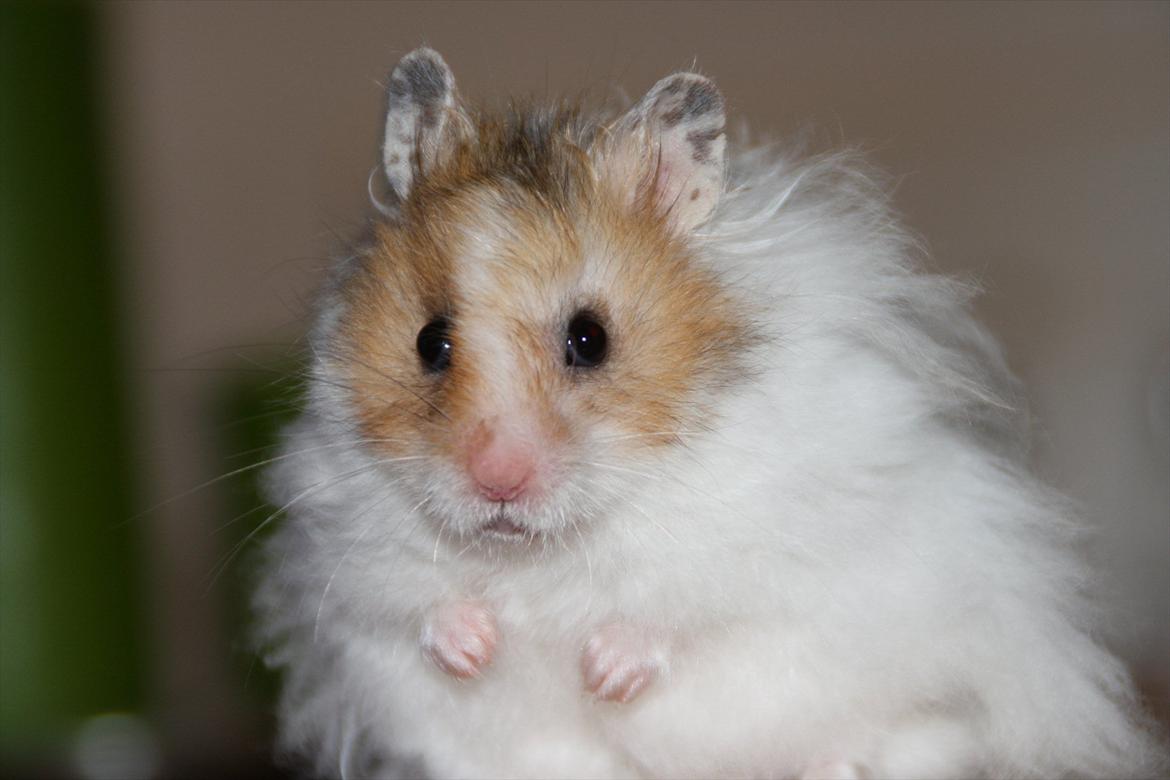 Hamster Chef R.I.P billede 1