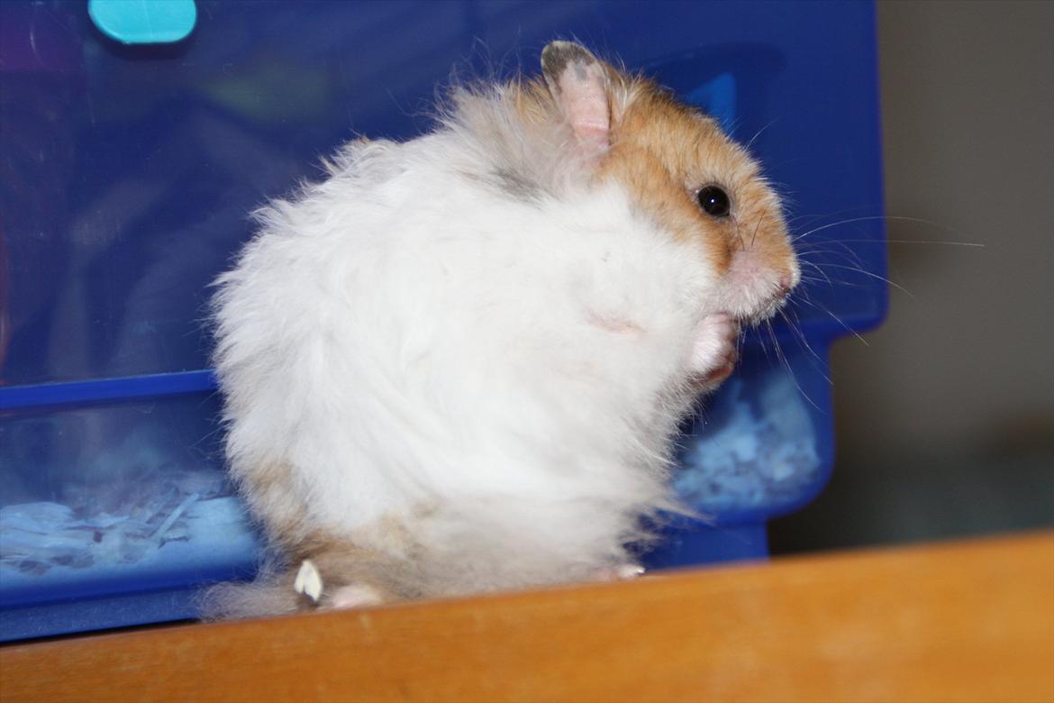 Hamster Chef R.I.P billede 14