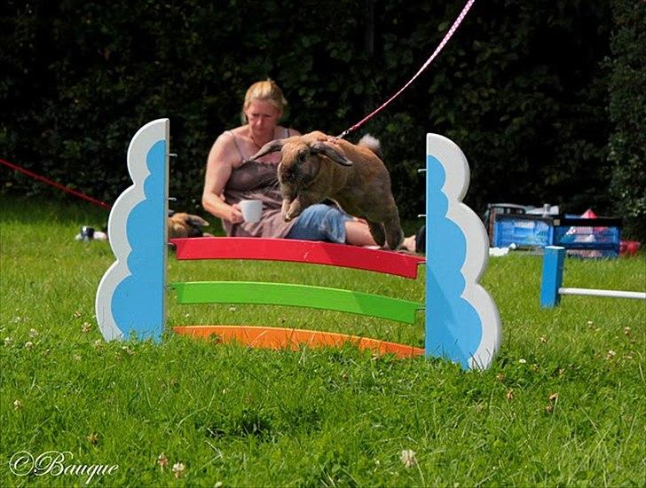 Kanin Hønsehusets Prazo Oneida billede 15