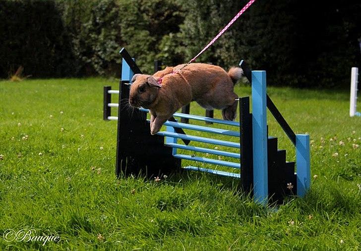 Kanin Hønsehusets Prazo Oneida billede 16