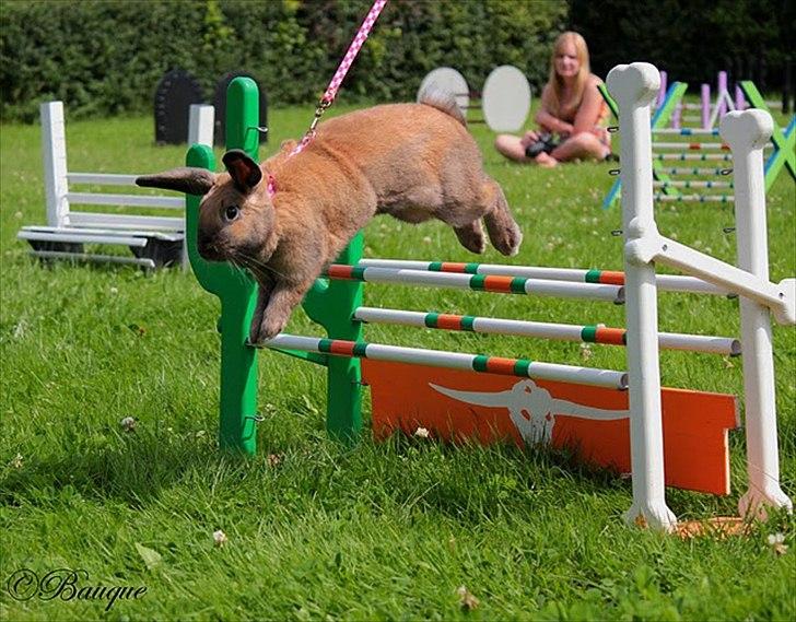 Kanin Hønsehusets Prazo Oneida billede 17