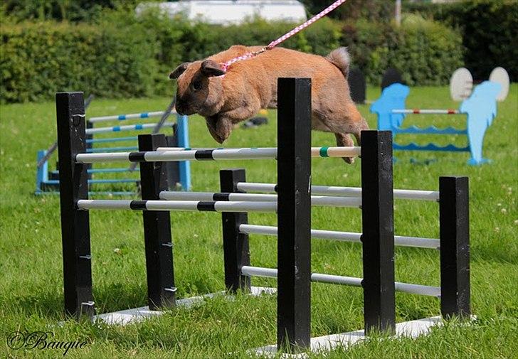 Kanin Hønsehusets Prazo Oneida billede 18