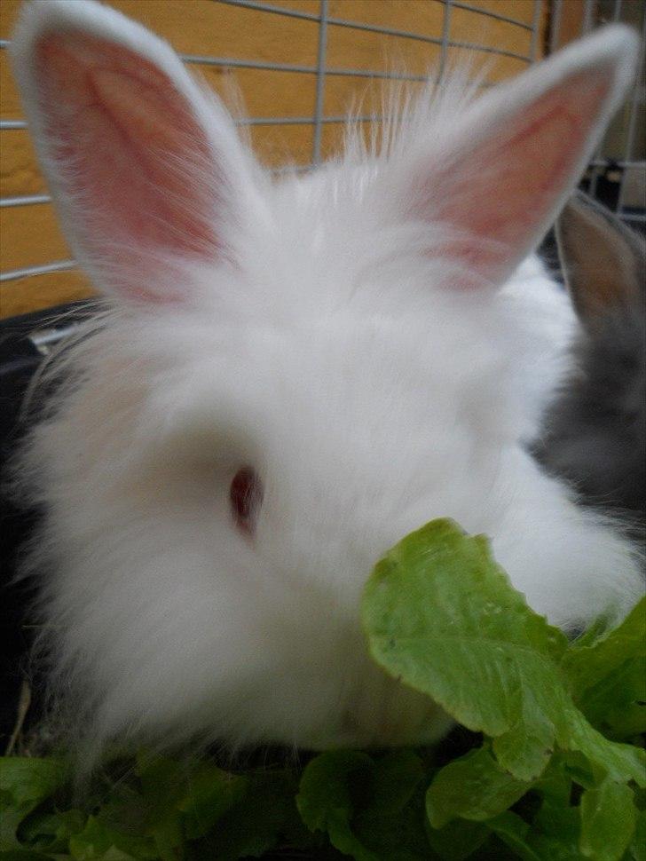 Kanin Blondie billede 6