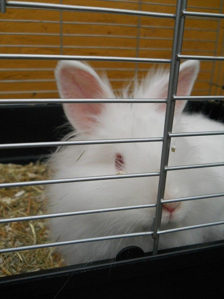 Kanin Blondie billede 3