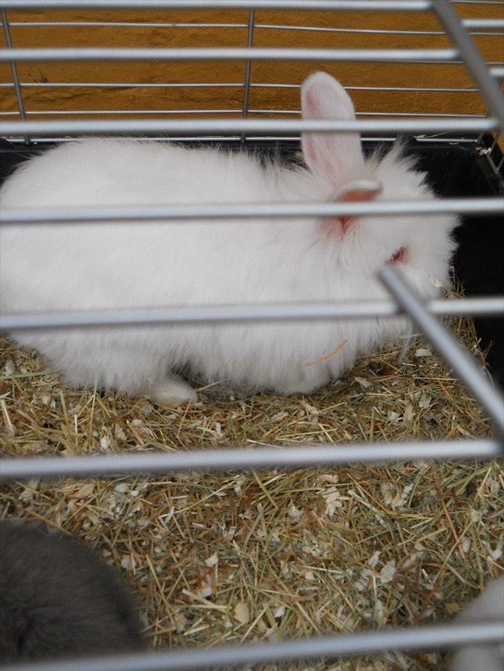 Kanin Blondie billede 4