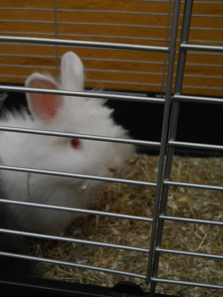 Kanin Blondie billede 5