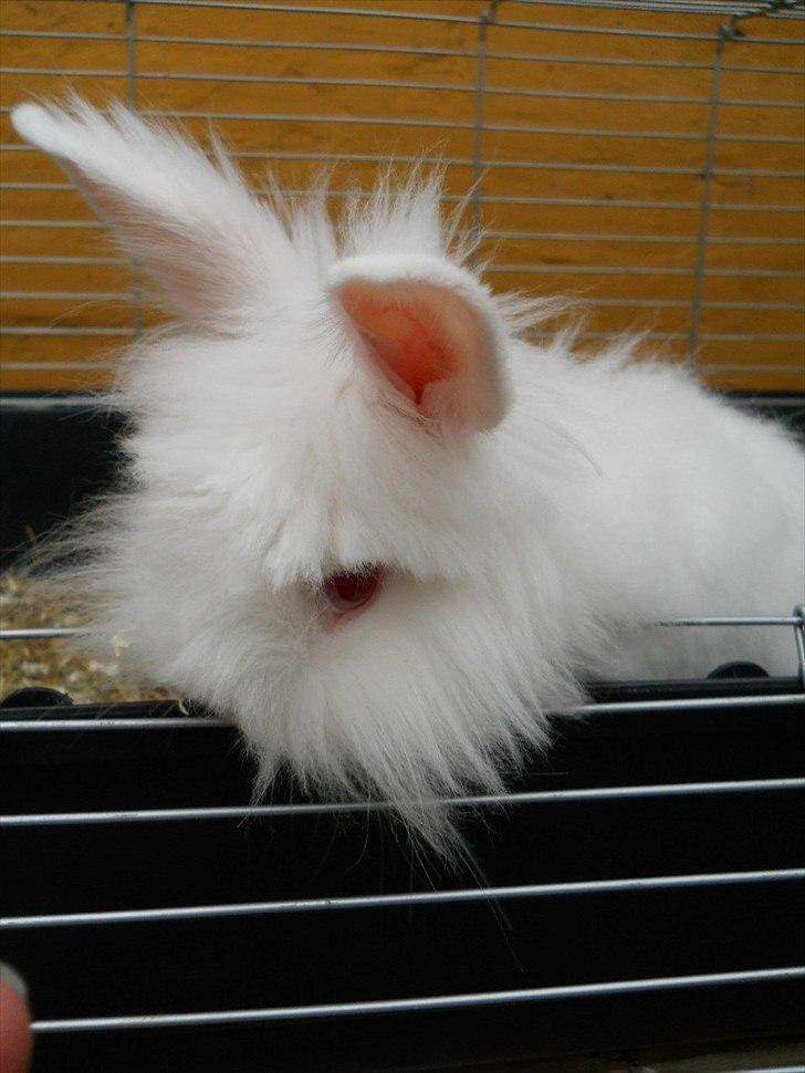Kanin Blondie billede 2