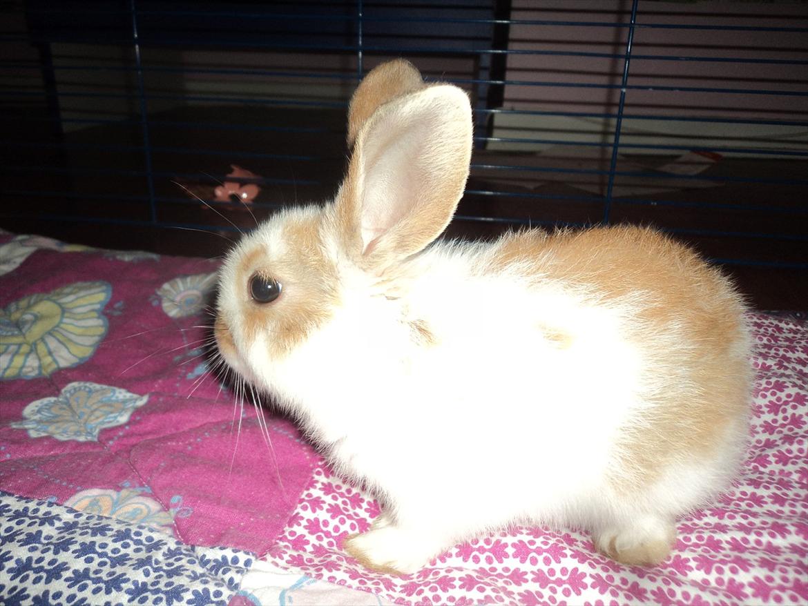 Kanin Hyggegården´s Ninus<3 (Stjernen) My little s - Velkommen til Ninus´s Profil:)
Begrund lav eller middel..

Den dag han kom hjem:=) billede 1