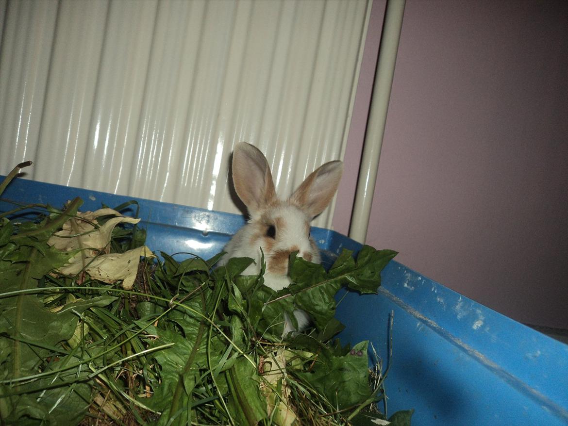 Kanin Hyggegården´s Ninus<3 (Stjernen) My little s billede 3