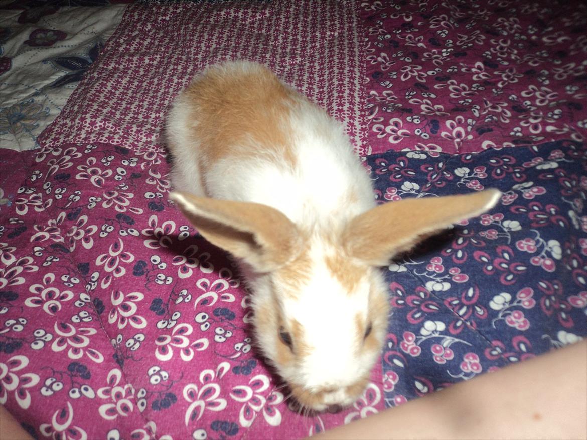 Kanin Hyggegården´s Ninus<3 (Stjernen) My little s billede 5