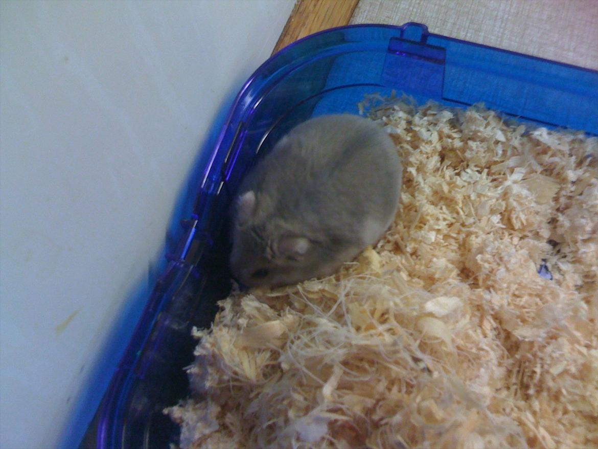 Dværghamster pelle billede 1