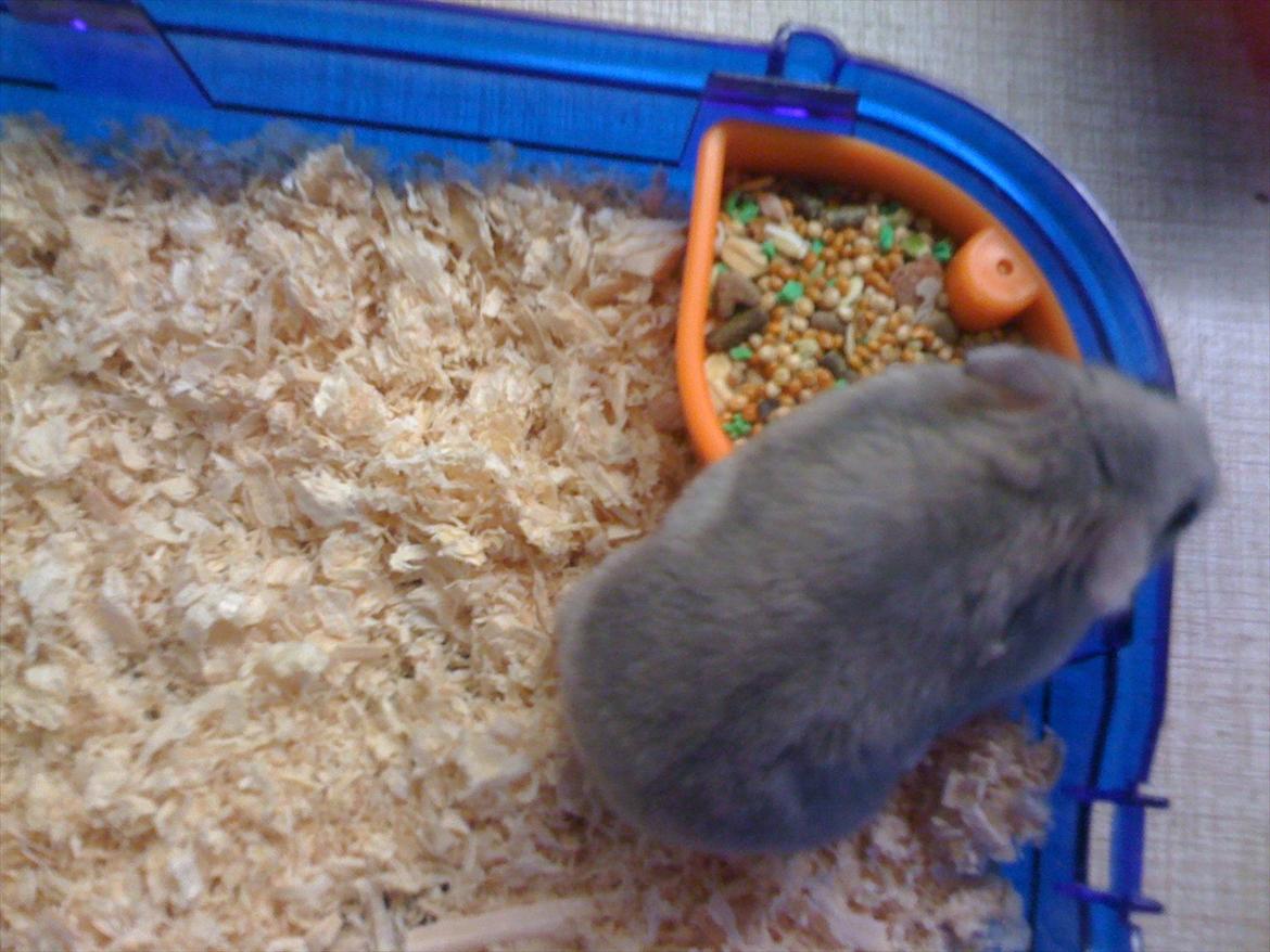 Dværghamster pelle billede 2