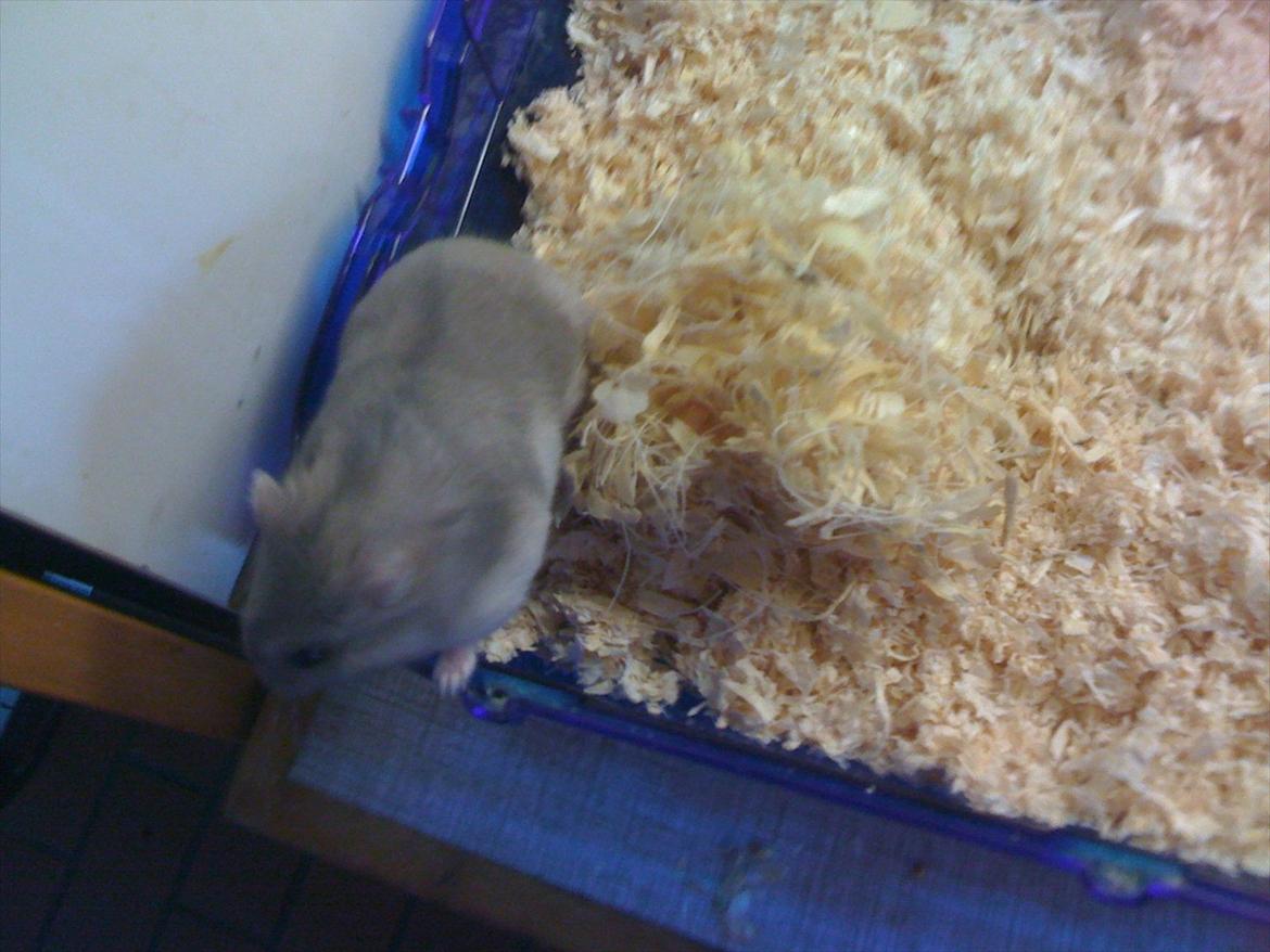 Dværghamster pelle billede 3