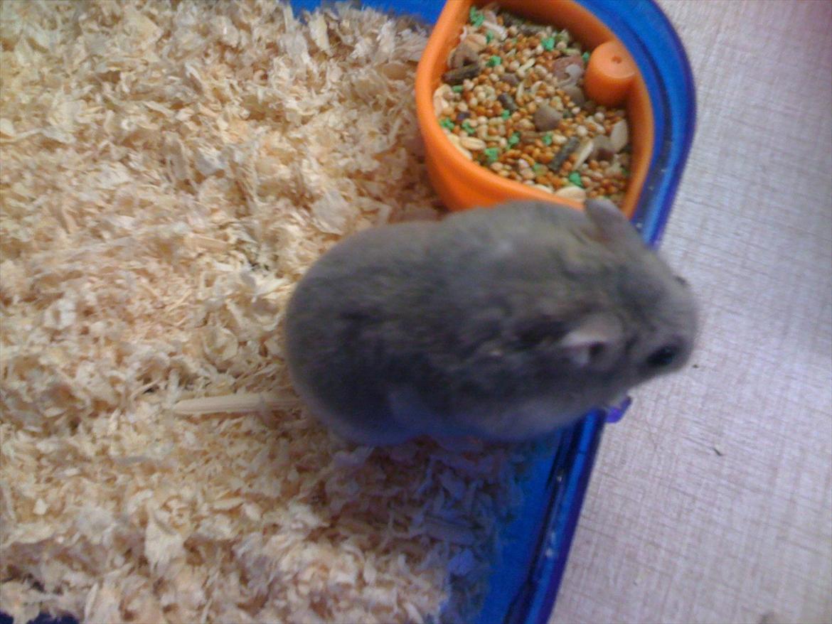Dværghamster pelle billede 4