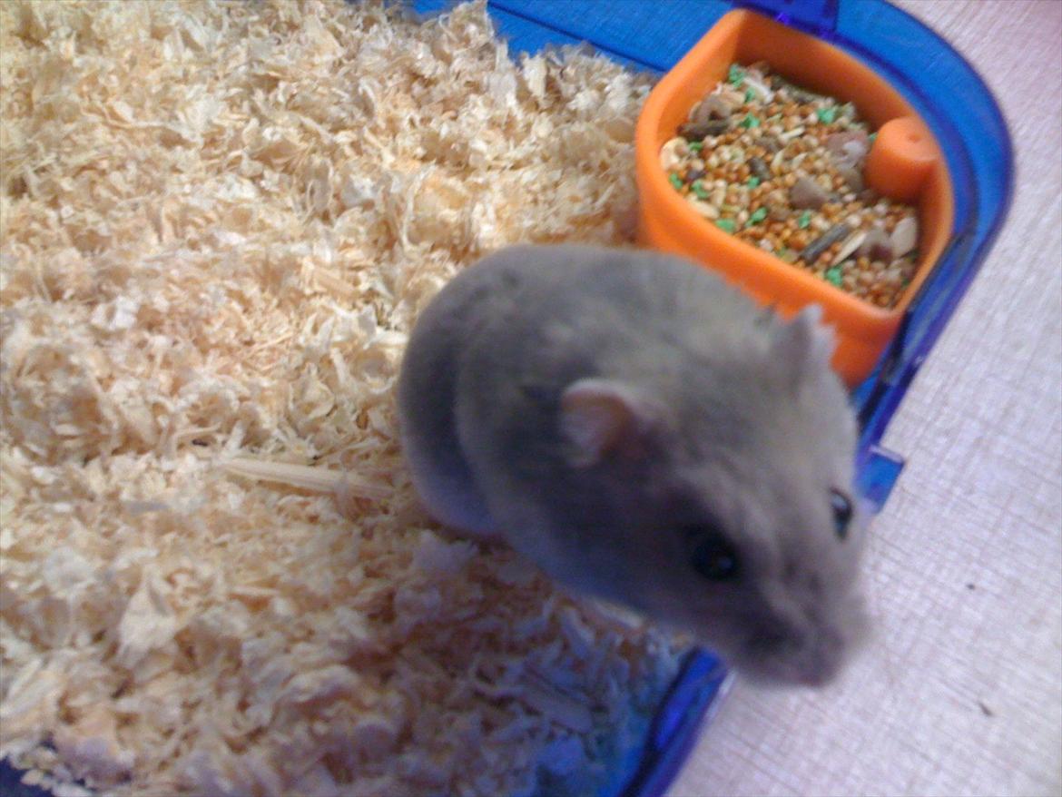 Dværghamster pelle billede 5