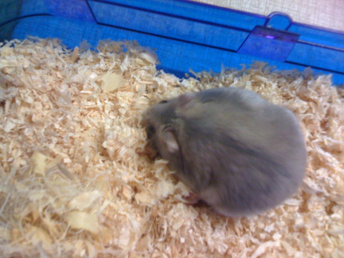 Dværghamster pelle billede 6