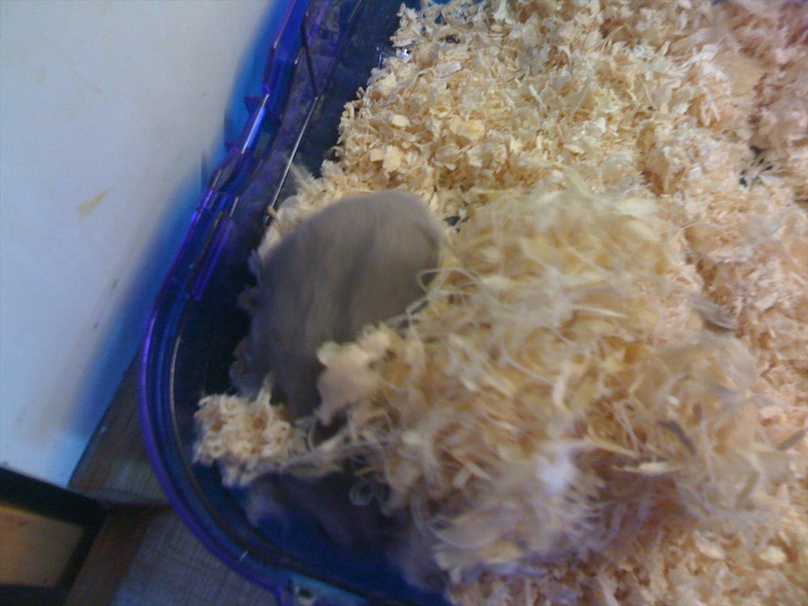 Dværghamster pelle billede 7